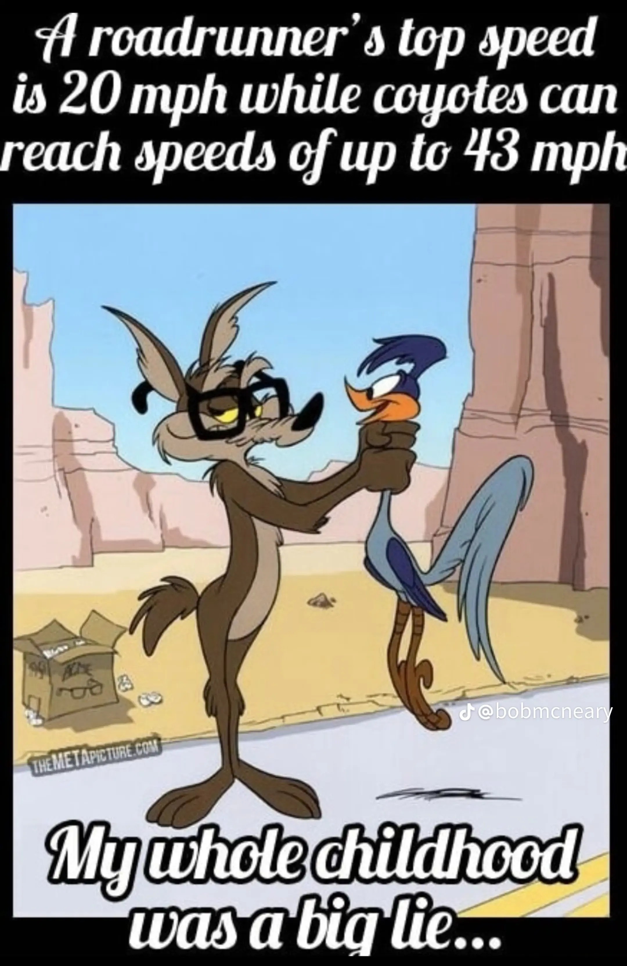 roadrunner.jpg