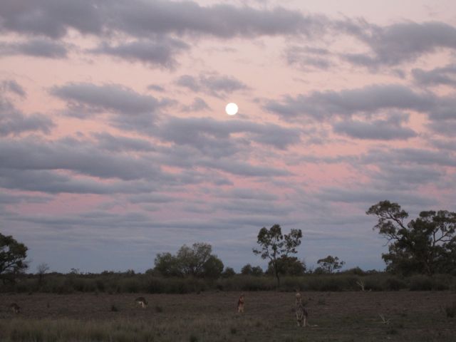 Roos @ Dusk.jpg