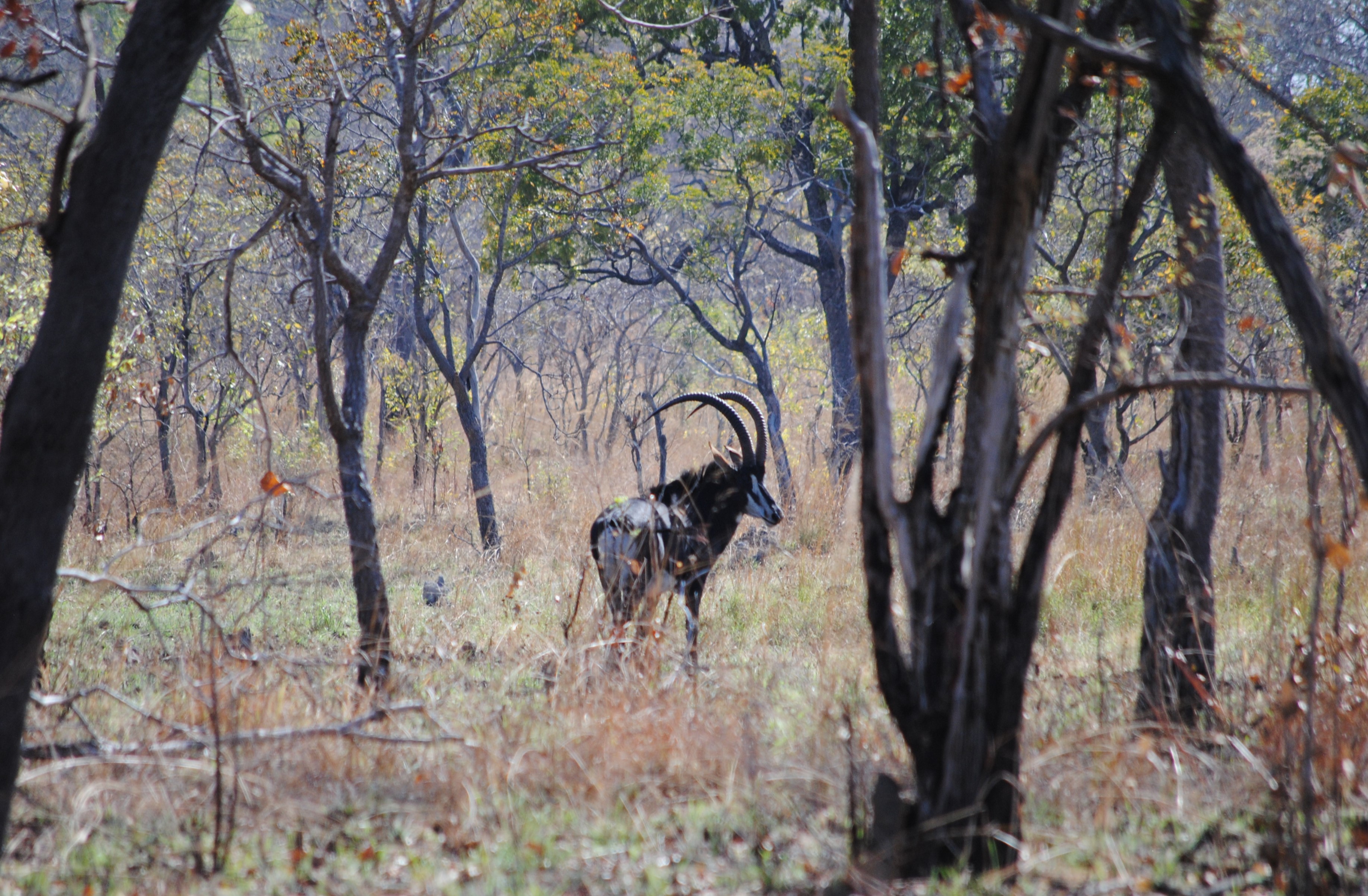 sable in the miombo.JPG