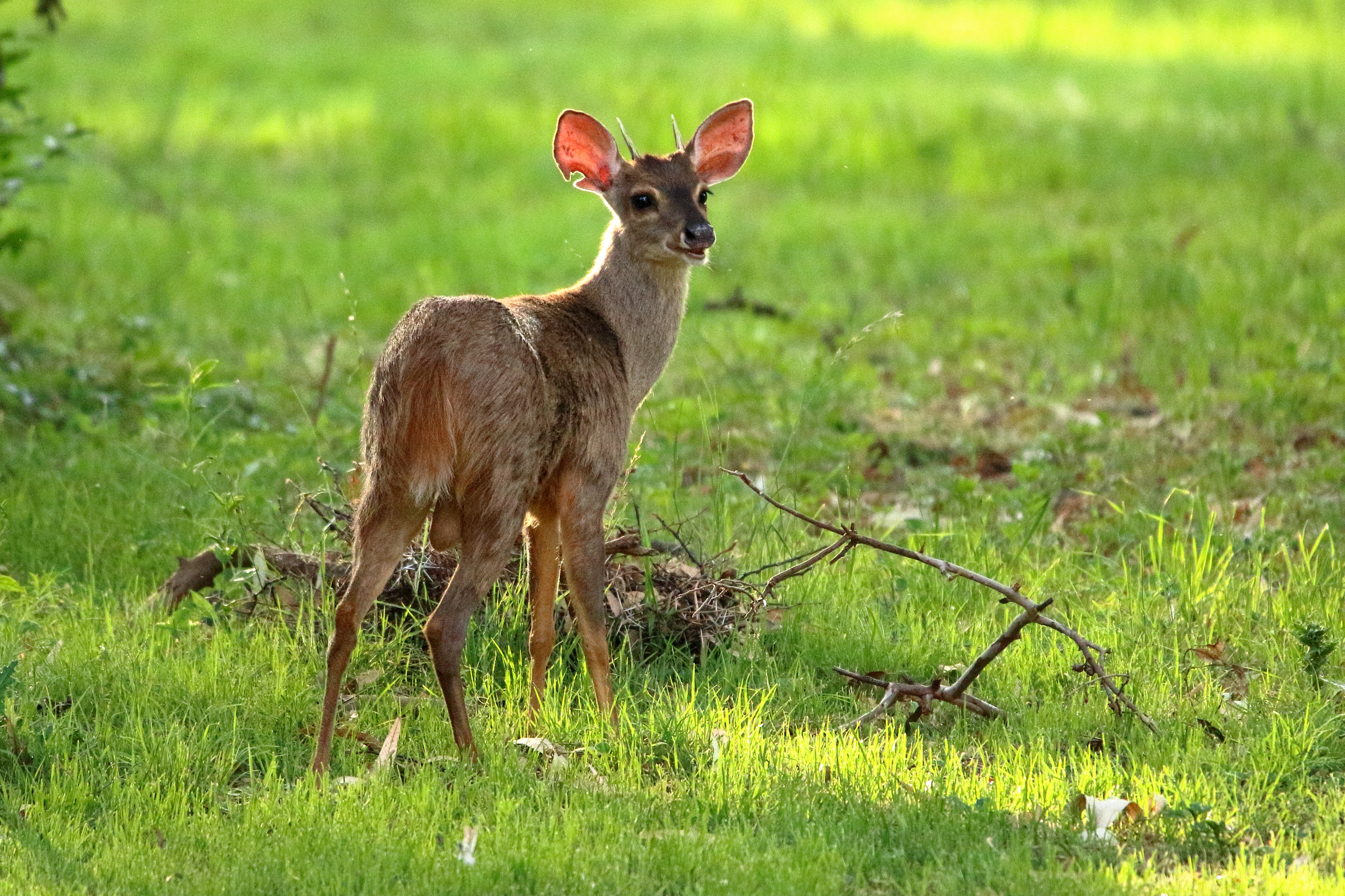 a-brown-brocket-deer-in-the-garden-africahunting