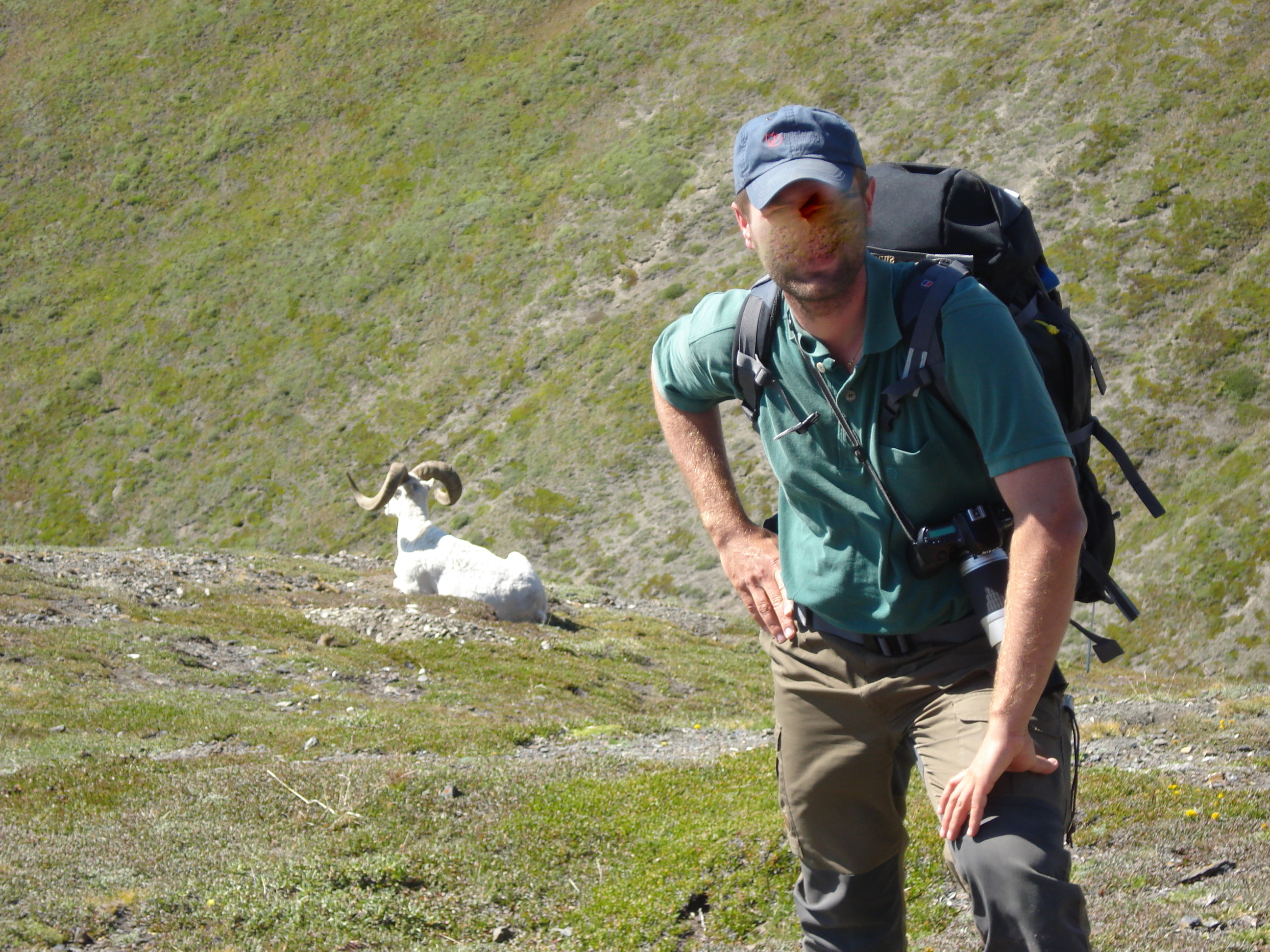 Schafe im Yukon.JPG