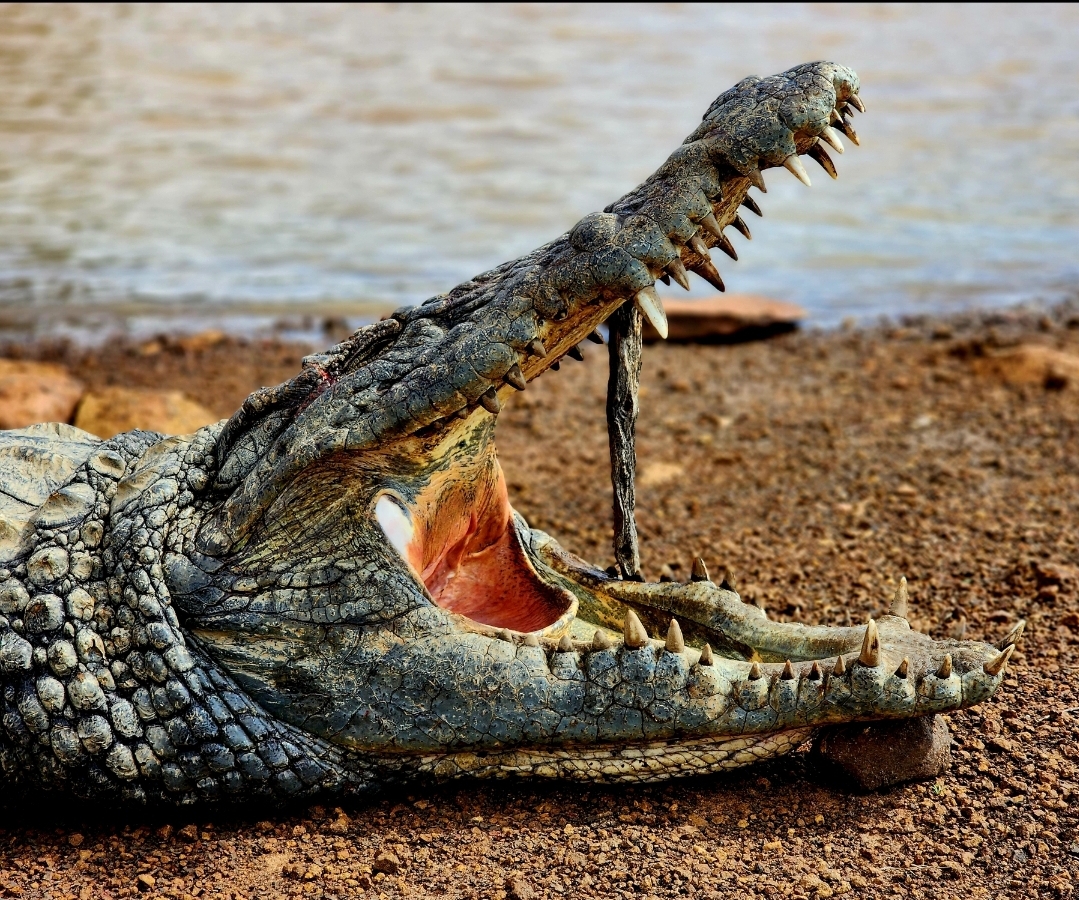 2024 Crocodile Hunting With BAYLY SIPPEL SAFARIS AfricaHunting Com   Screenshot 20231019 134039 Gallery Jpg.564535