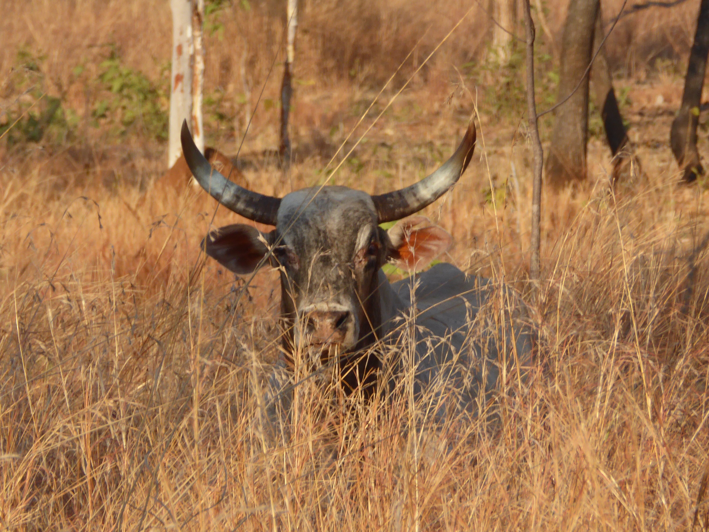 Scrub Bull in Cane Grass CU.JPG