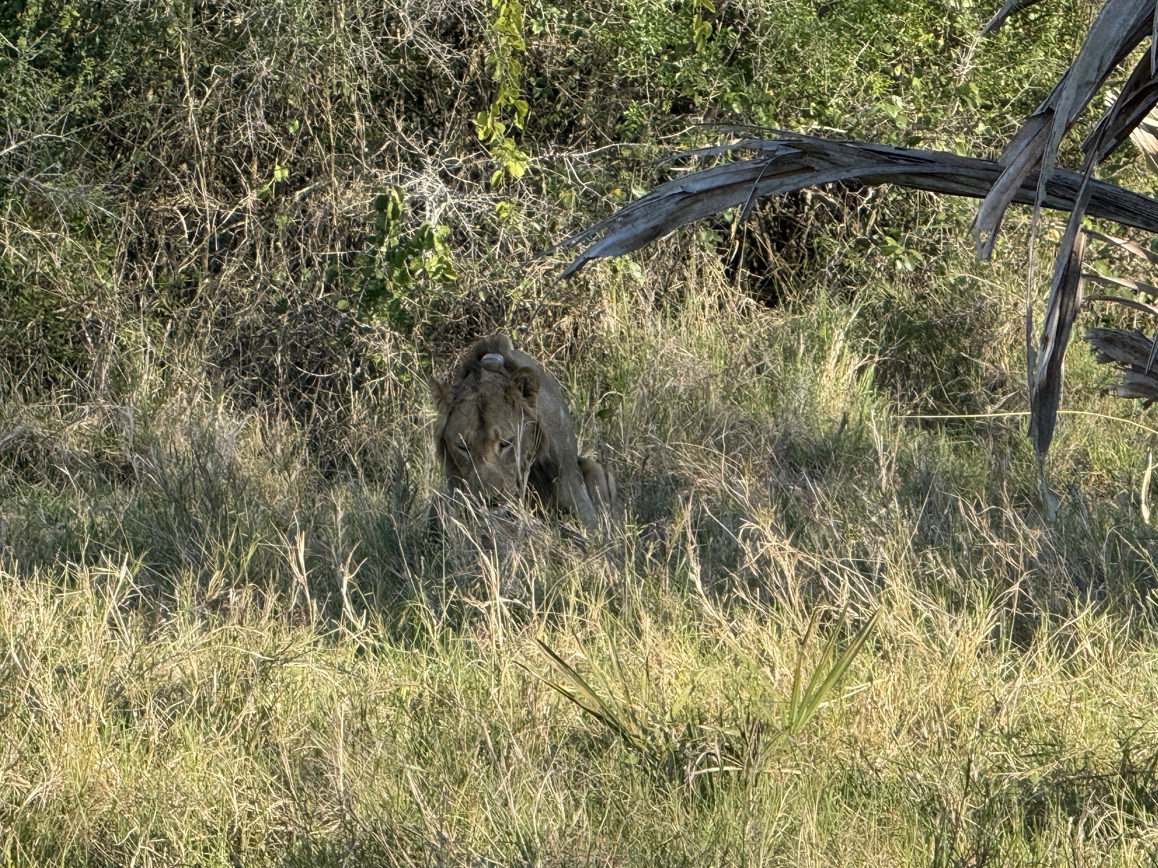 Sex on the Savannah.jpg