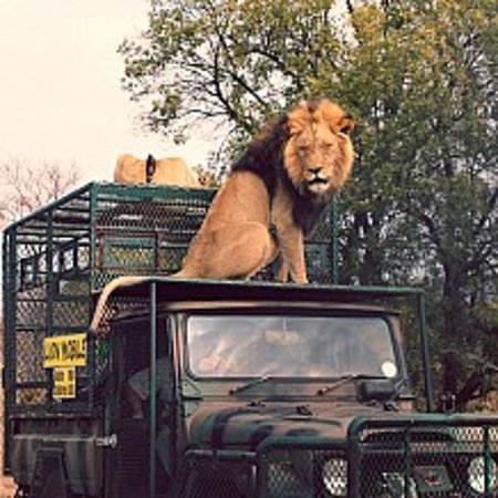 shamba-on-the-lion-mobile.jpg