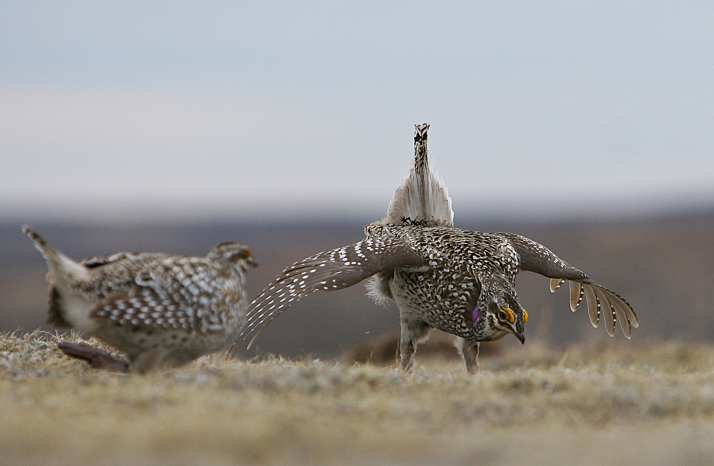 SHARPTAIL DANCE.jpg