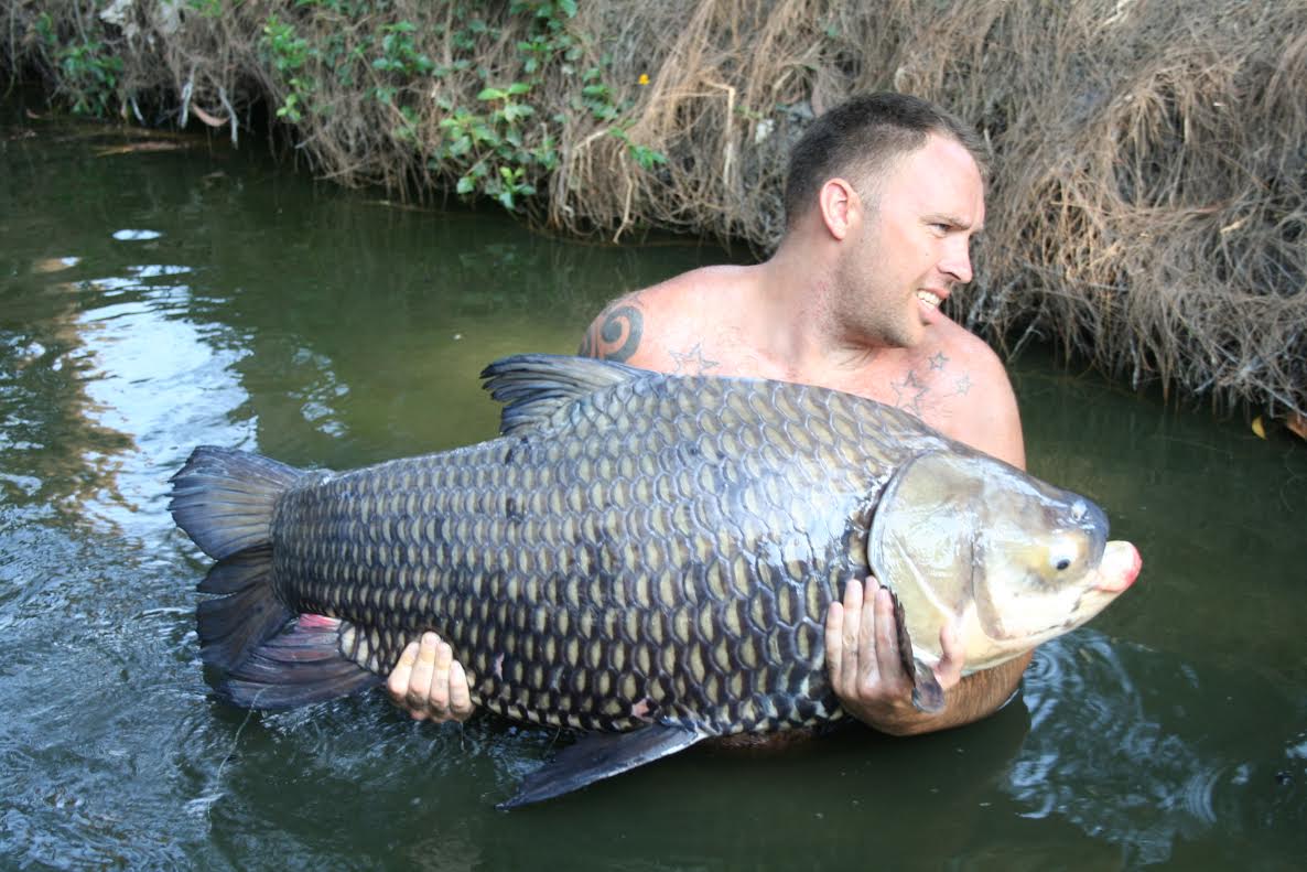 siamese carp.jpg