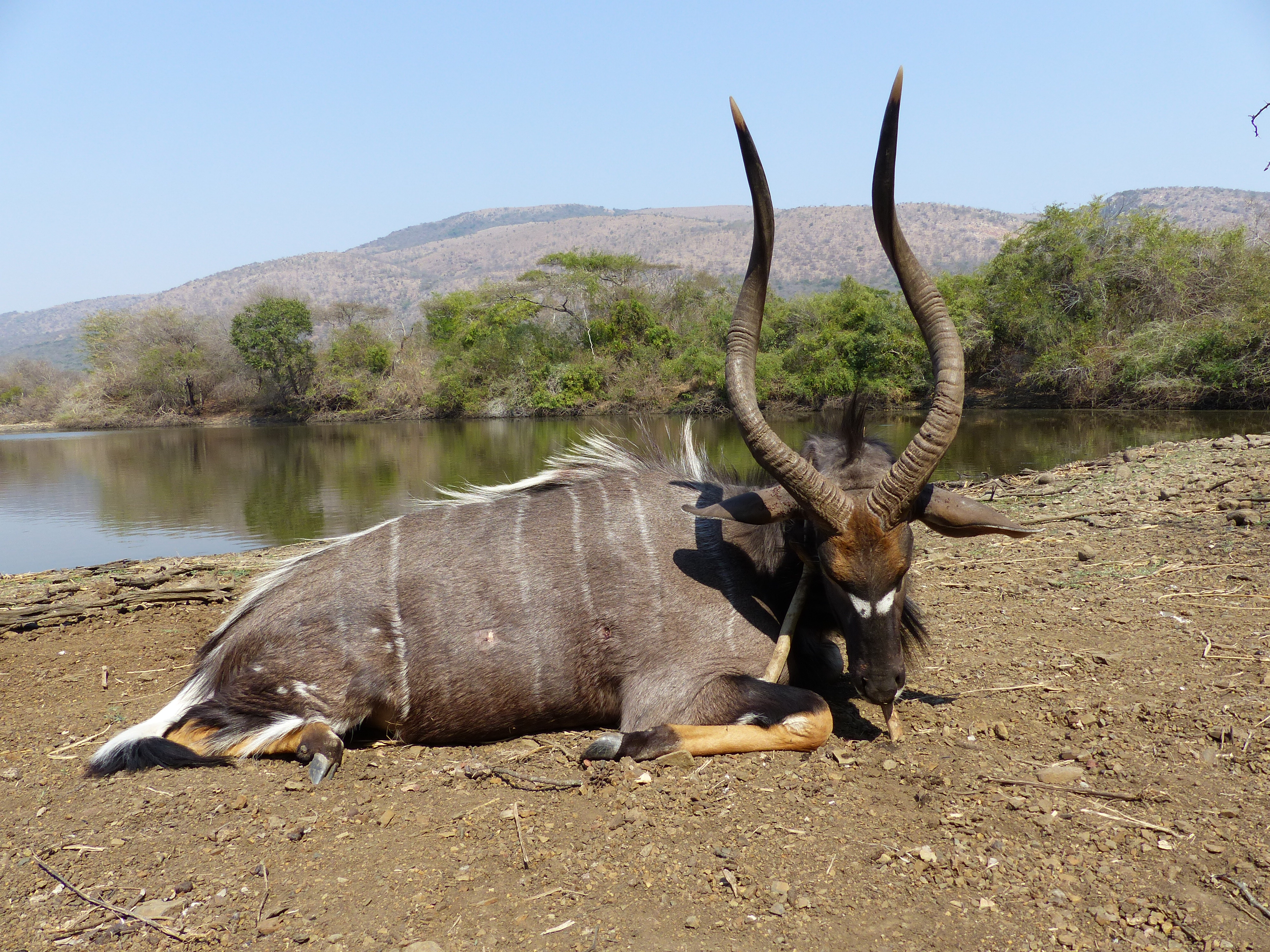 Nyala Antelope