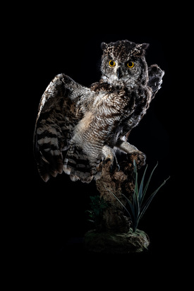 Spotted Eagle Owl.jpg