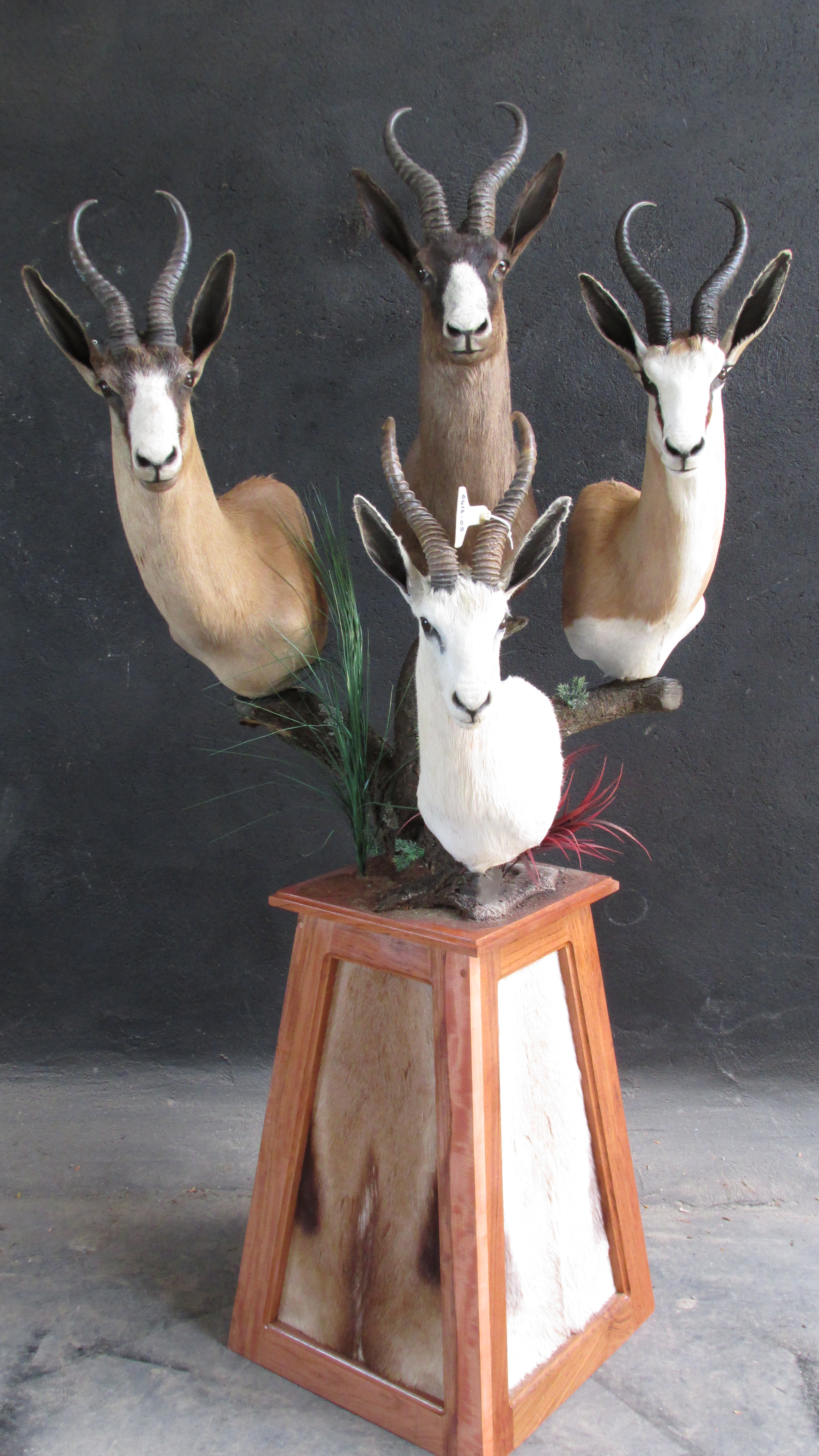 Grand Slam Springbuck Hunt Special All Inclusive With Taxidermy ...