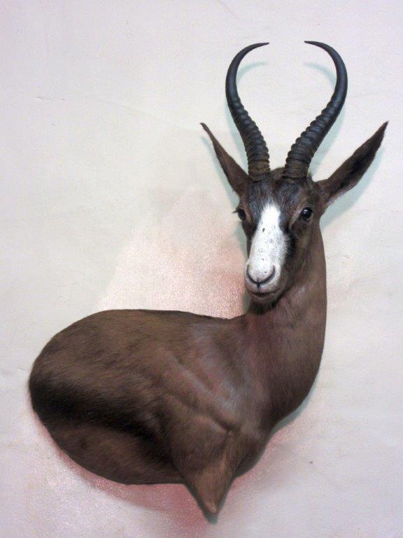 Springbuck_Black.jpg