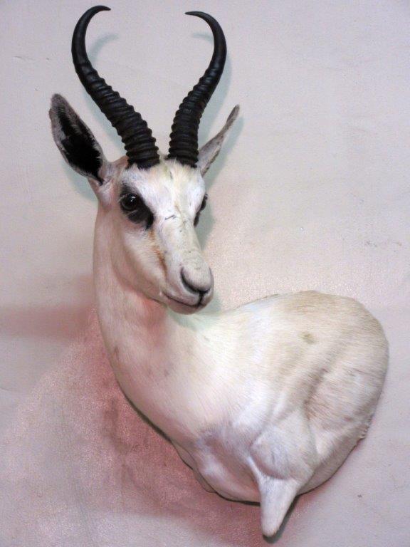 Springbuck_White.jpg