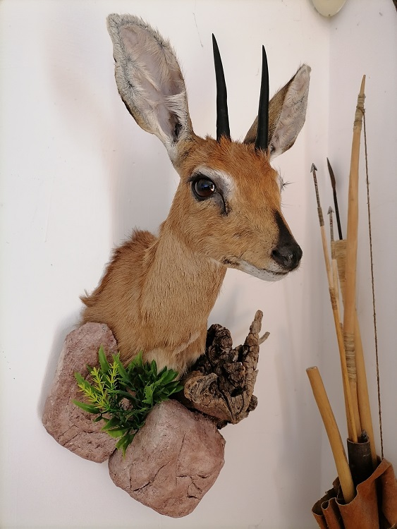 Steenbok - Copy.jpg