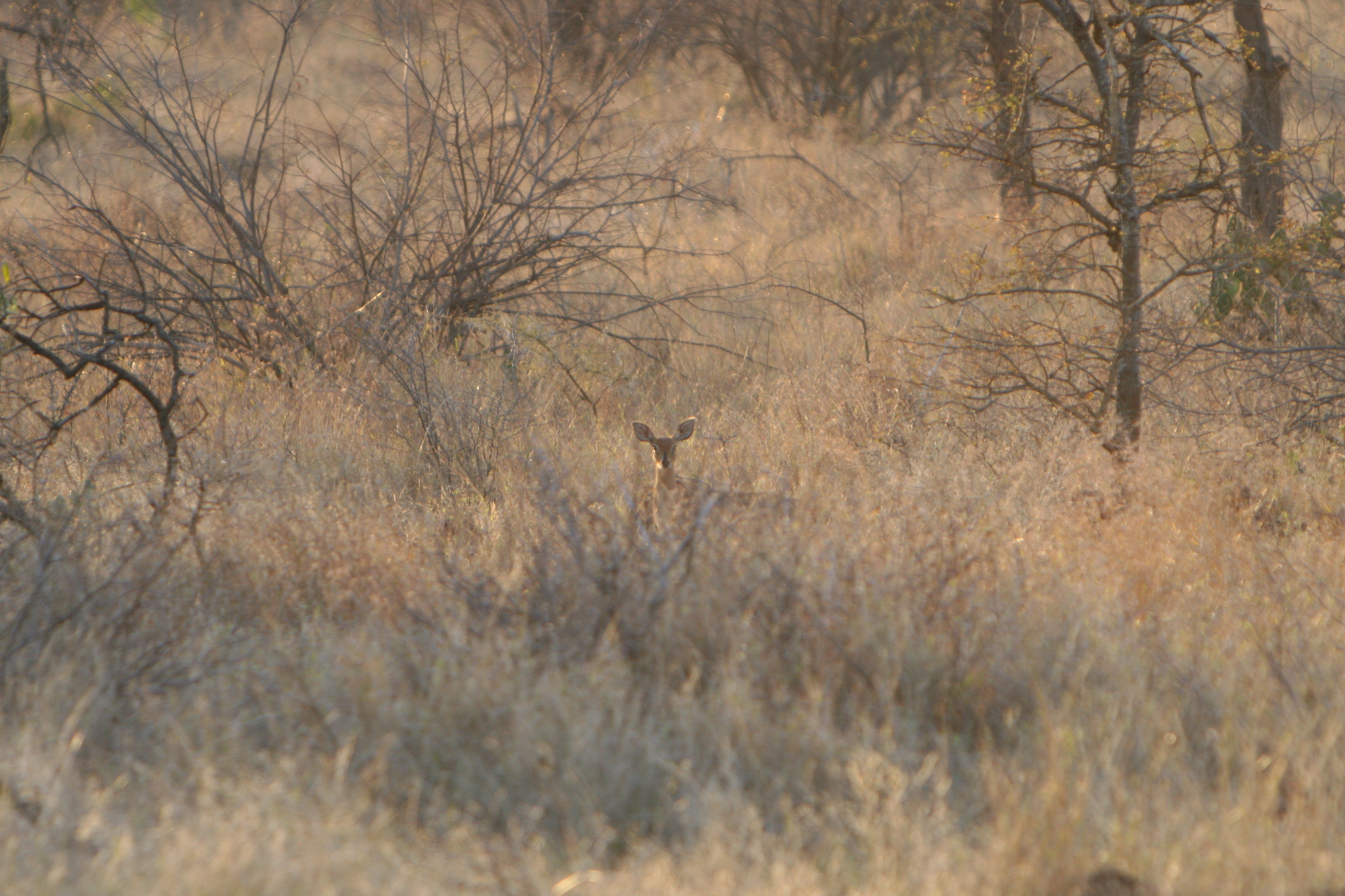 steenbok.jpg