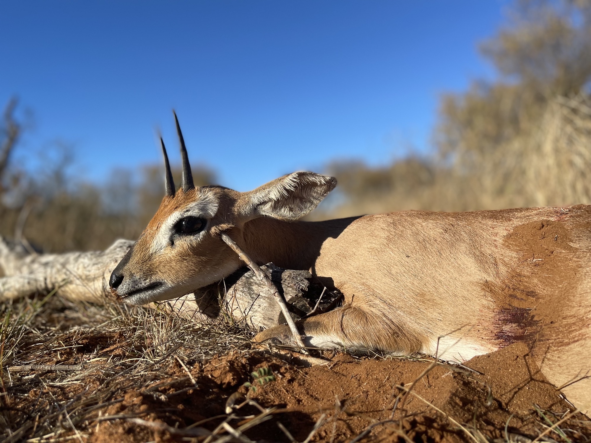 steenbok side.jpeg