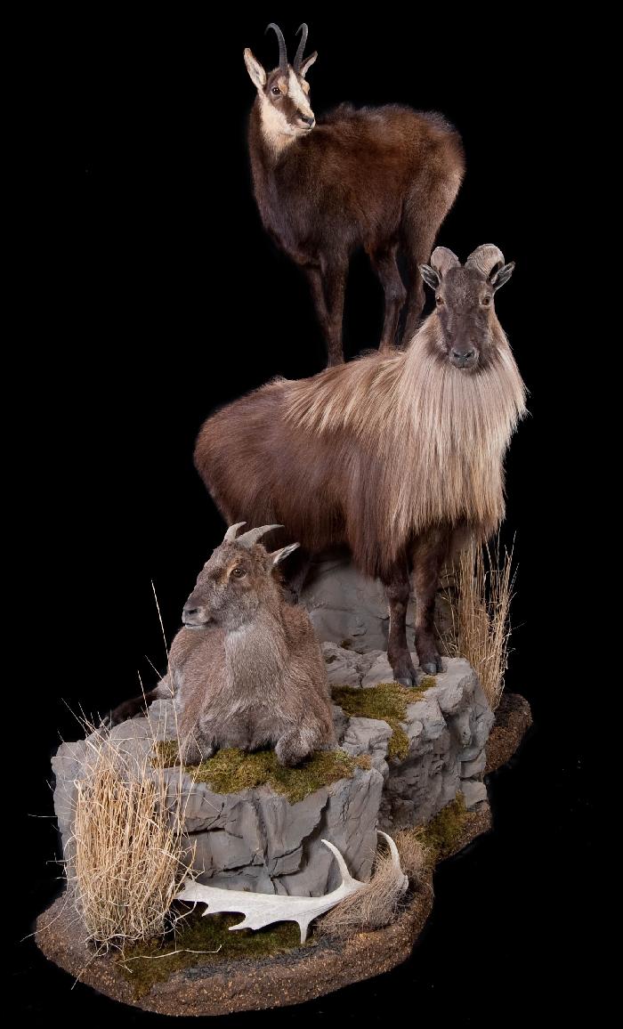 Tahr mount.jpg