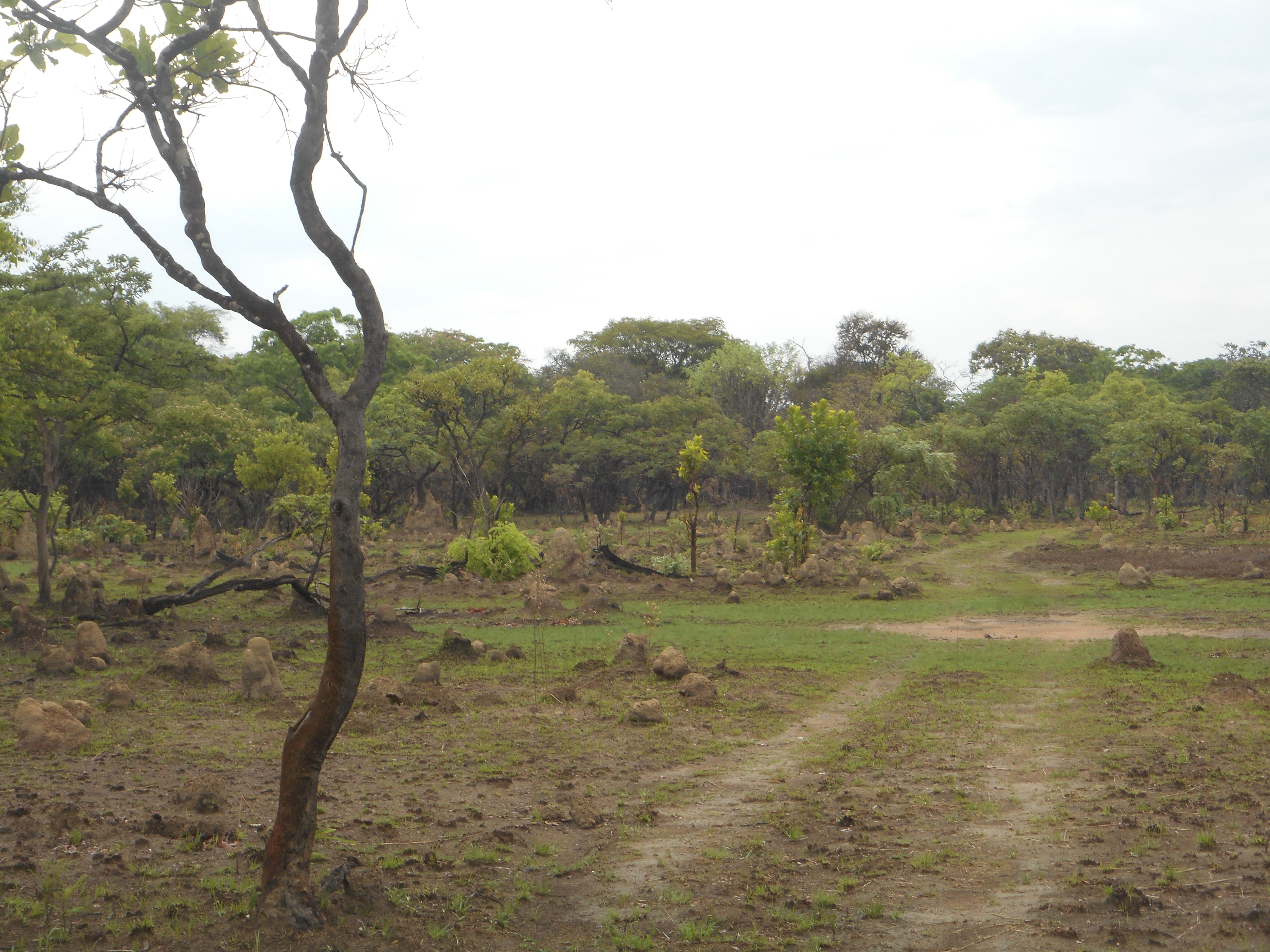 takeri nov 2016 after first rains and hilux 002.JPG