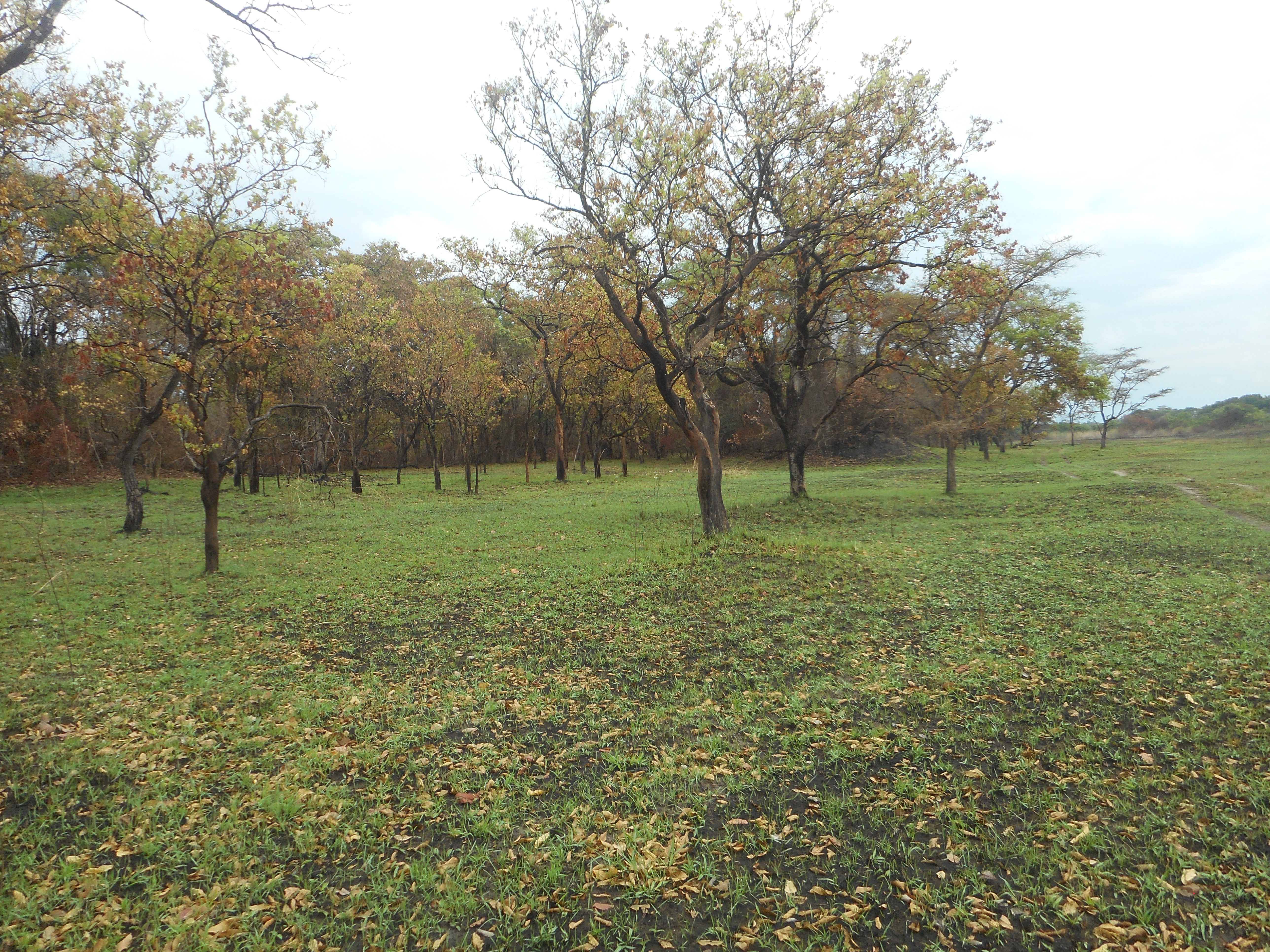 takeri nov 2016 after first rains and hilux 009.JPG