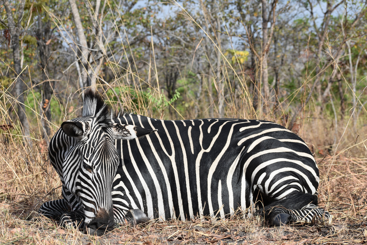 Tanz Zebra, what type  .jpg