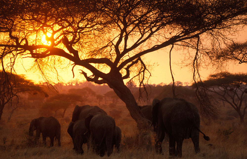 Tarangire_National_Park_Elephants.jpg