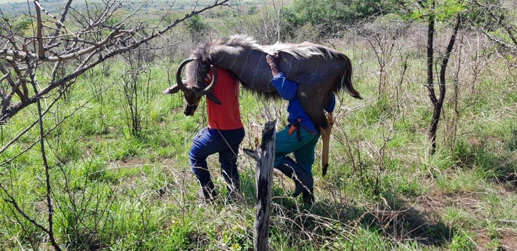 The trackers carrying my second nyala down the hill to the road..jpg