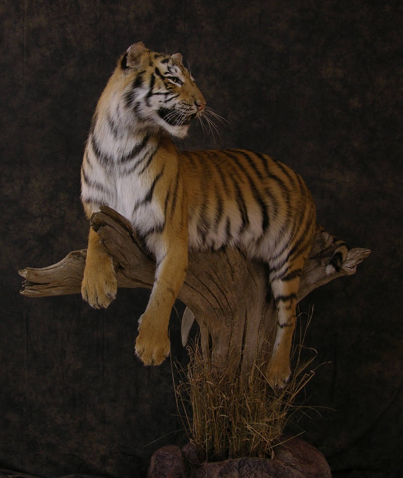 faux taxidermy tiger