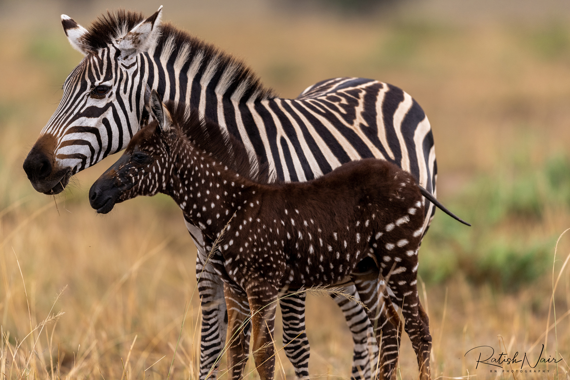 Tira-The-Polka-Dotted-Zebra-Ratish_Nair.jpg