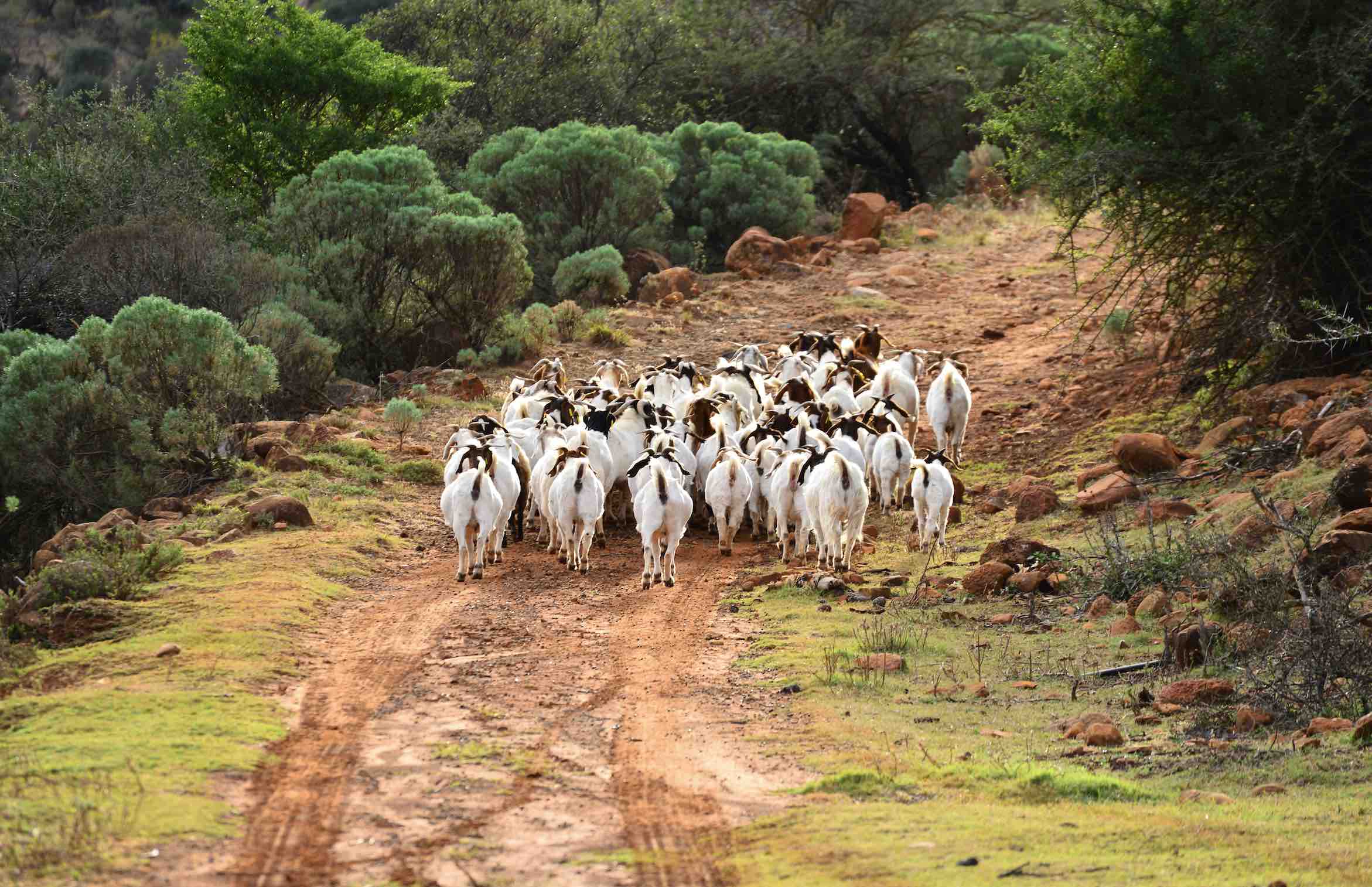 track goats.jpg