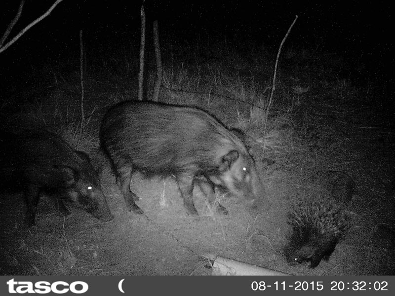 trailcam-3.jpg