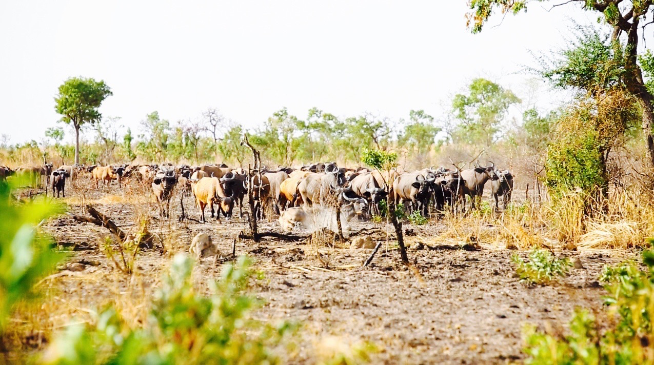 West African Savanna Buffalo Pictures | AfricaHunting.com