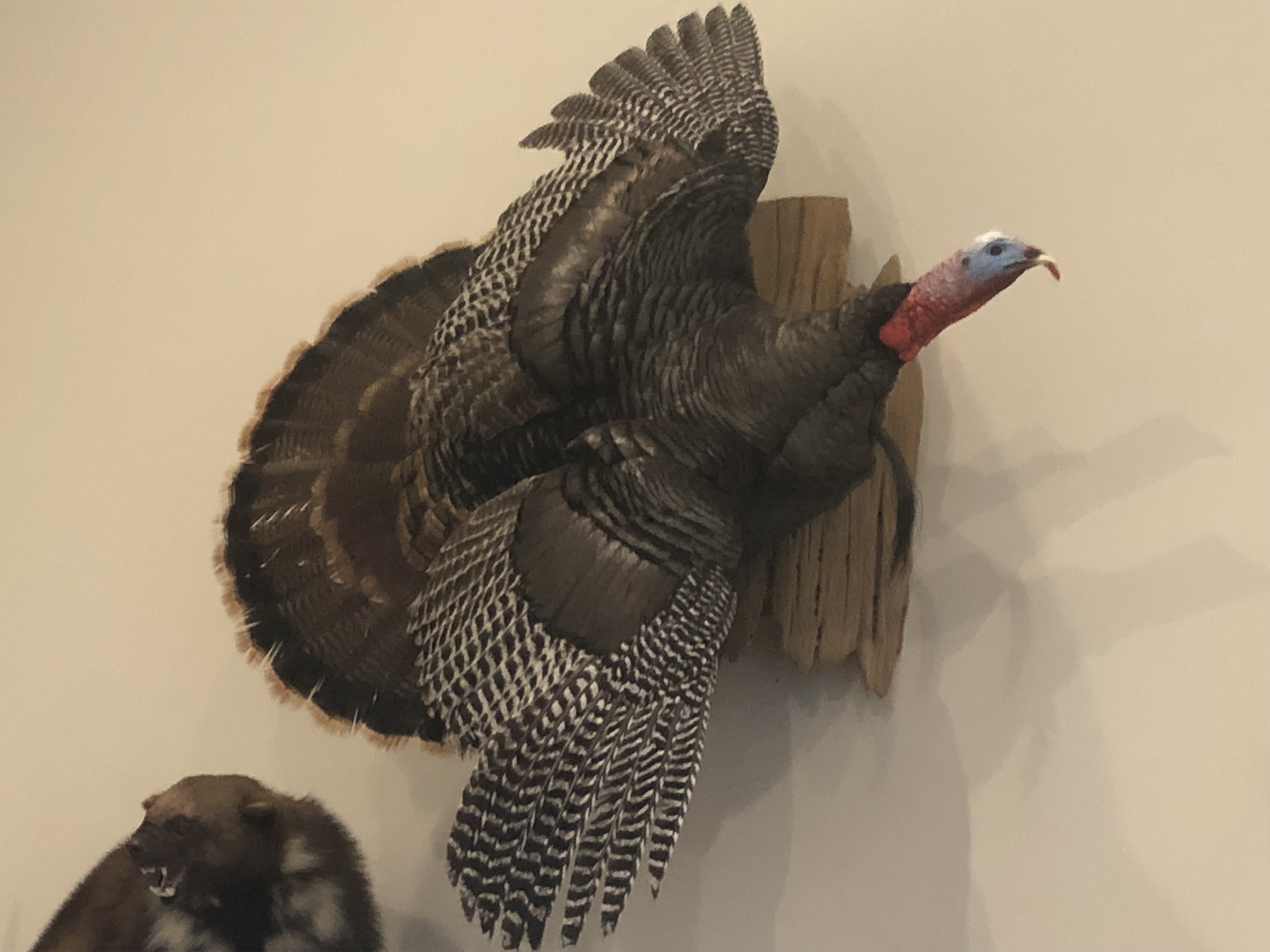 Turkey mount 1.jpg