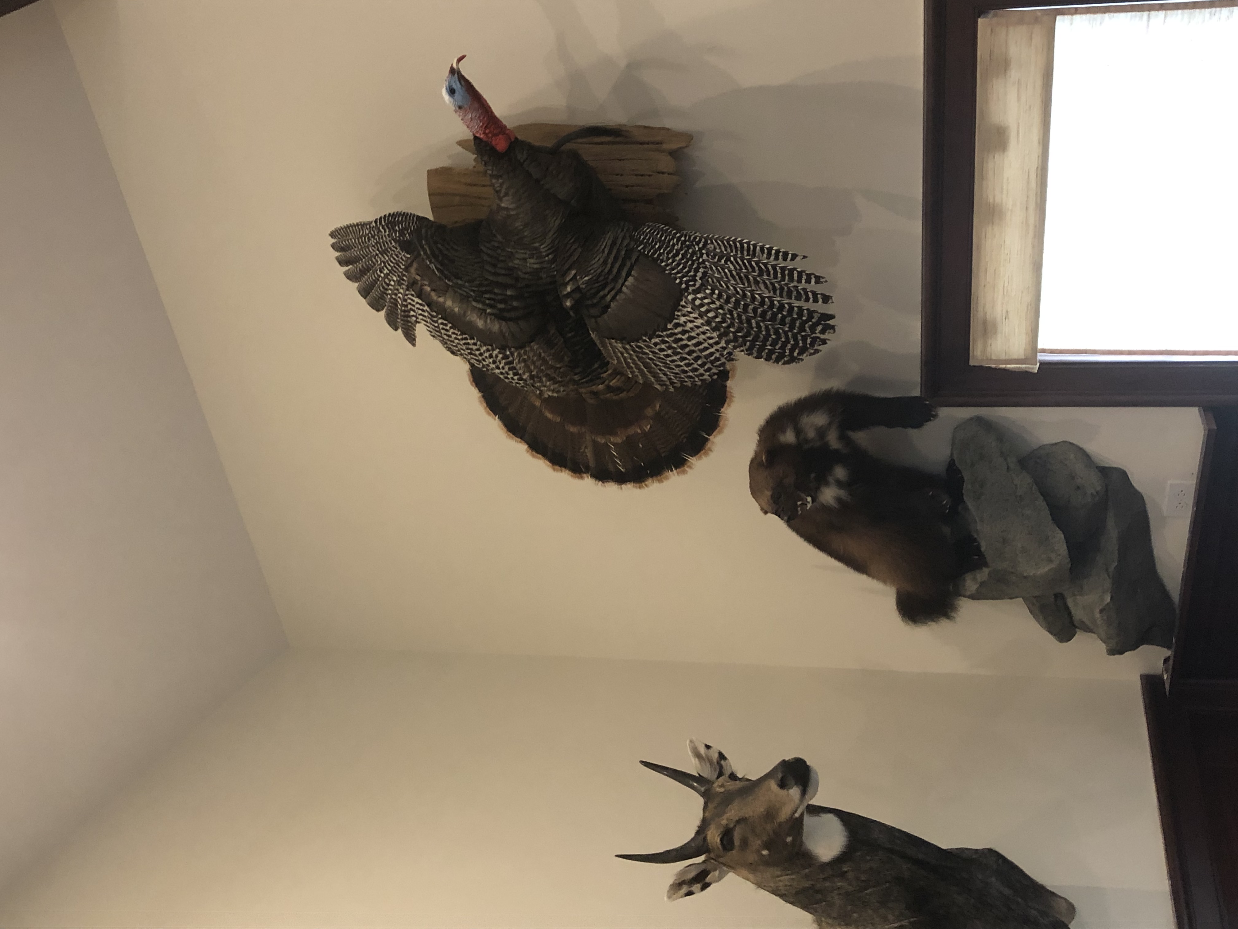 Turkey mount 2.jpg