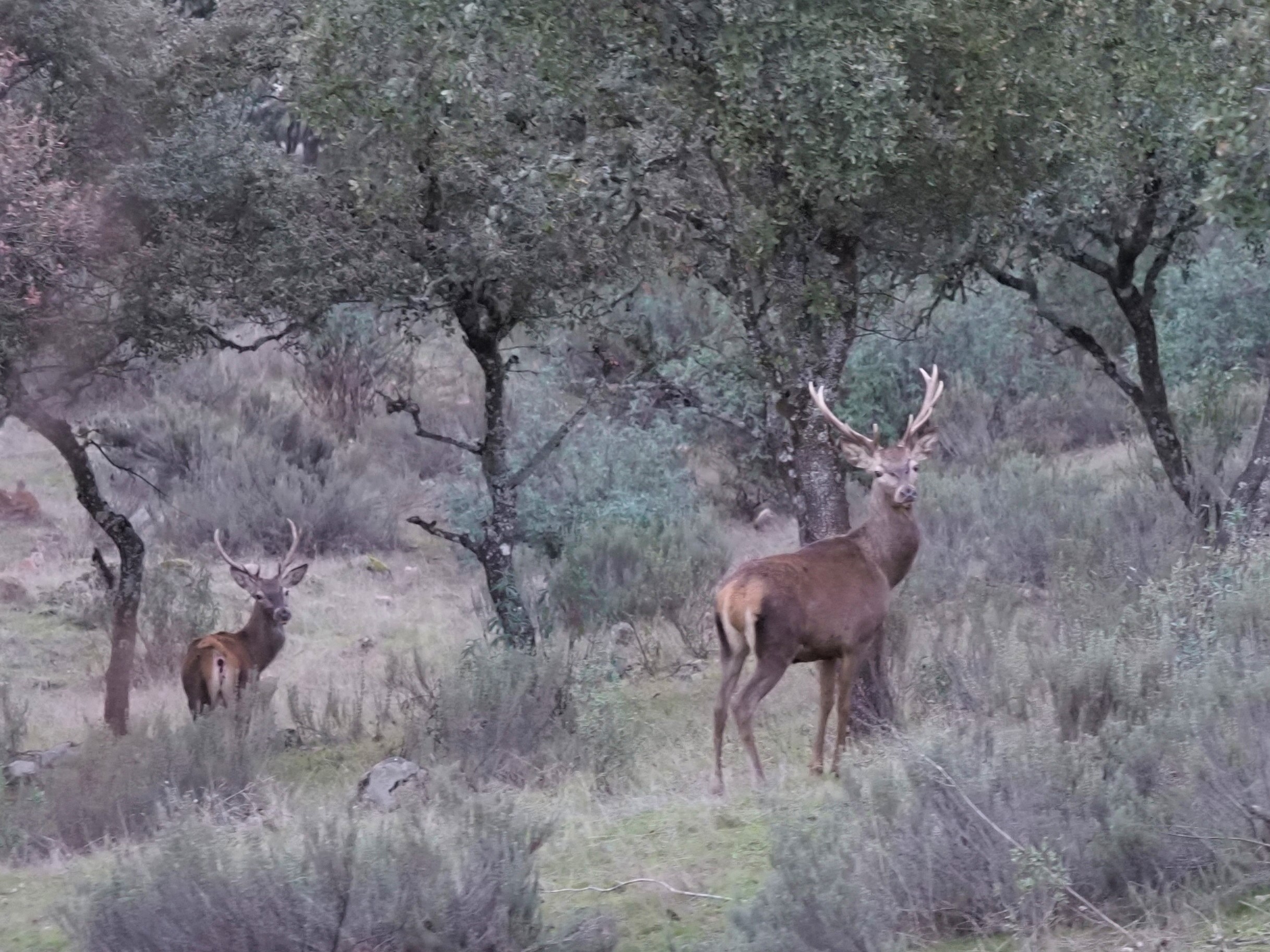 Two young stags IMG_2608 (2).JPG