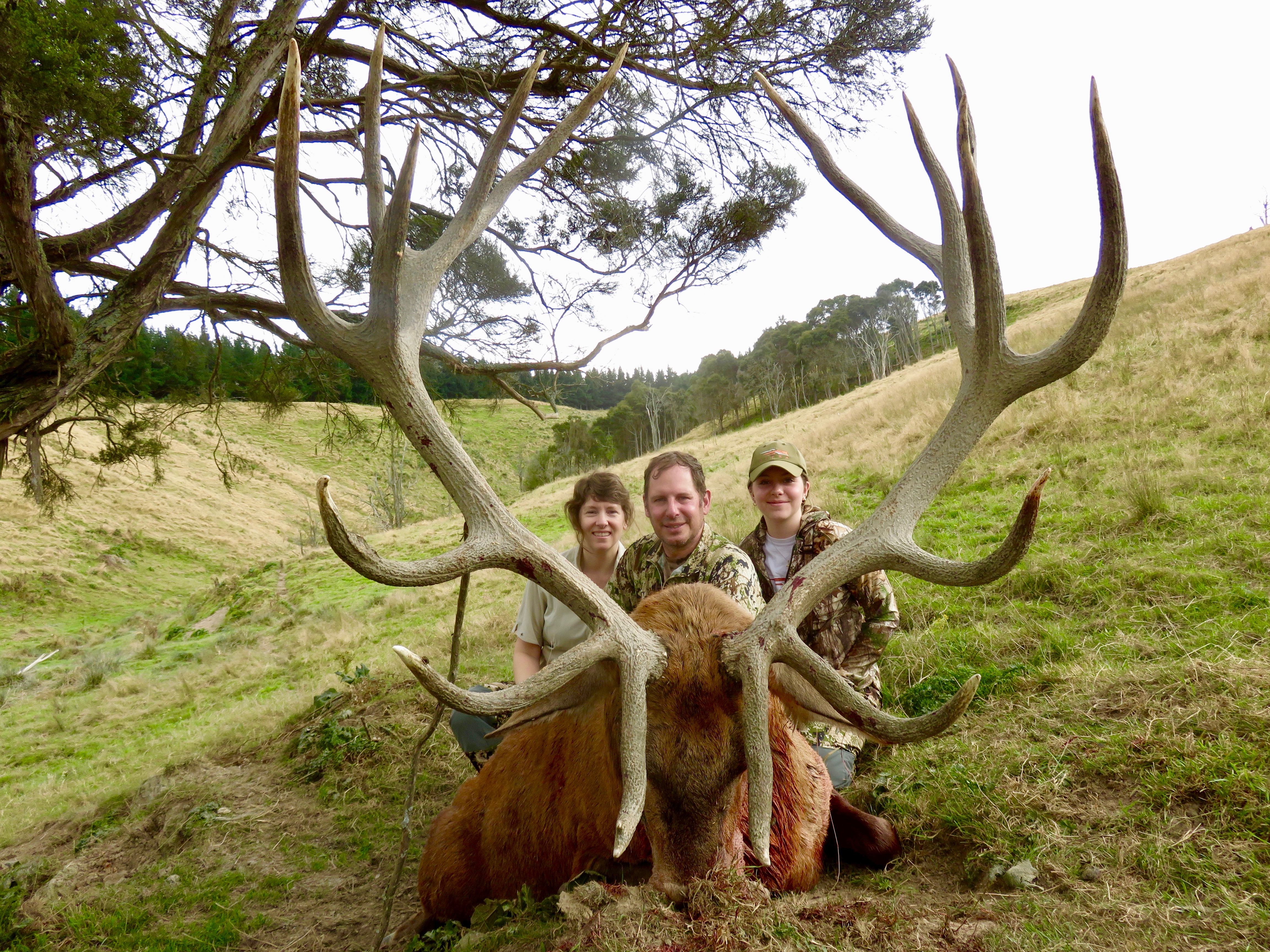 Typical 381 inch Red Stag.jpeg