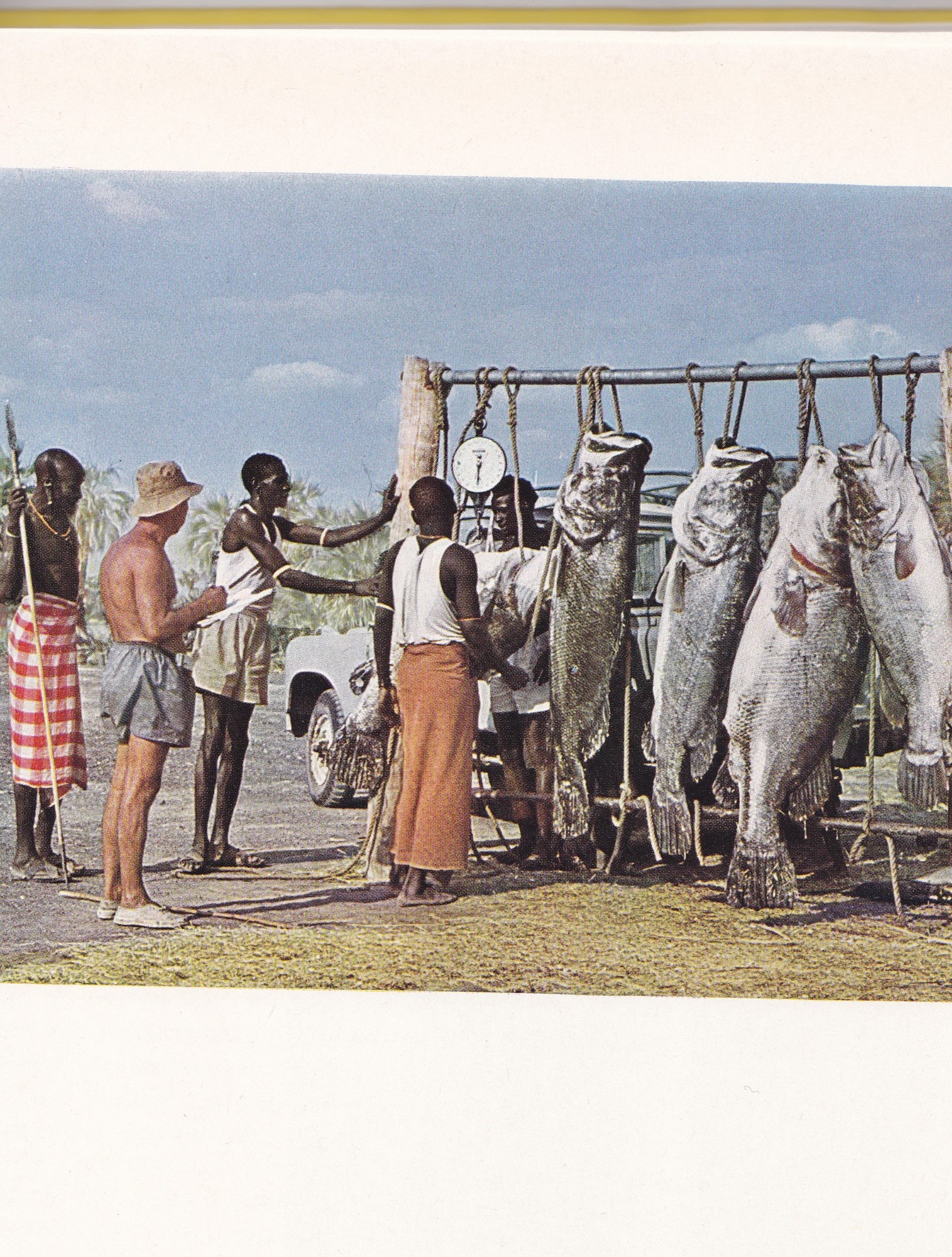 Uganda Nileperch.jpg