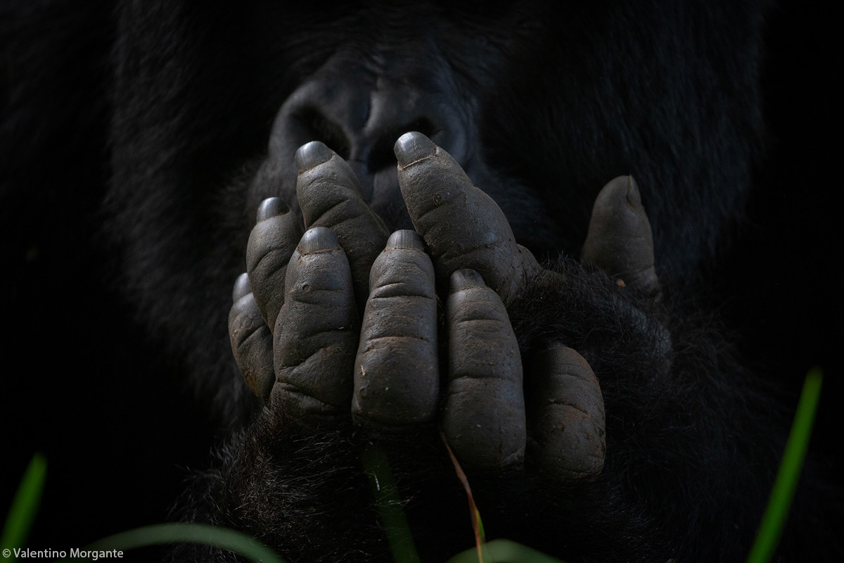 Valentino-Morgante-gorilla-hands-Bwindi-Impenetrable-forest-Uganda-1.jpg