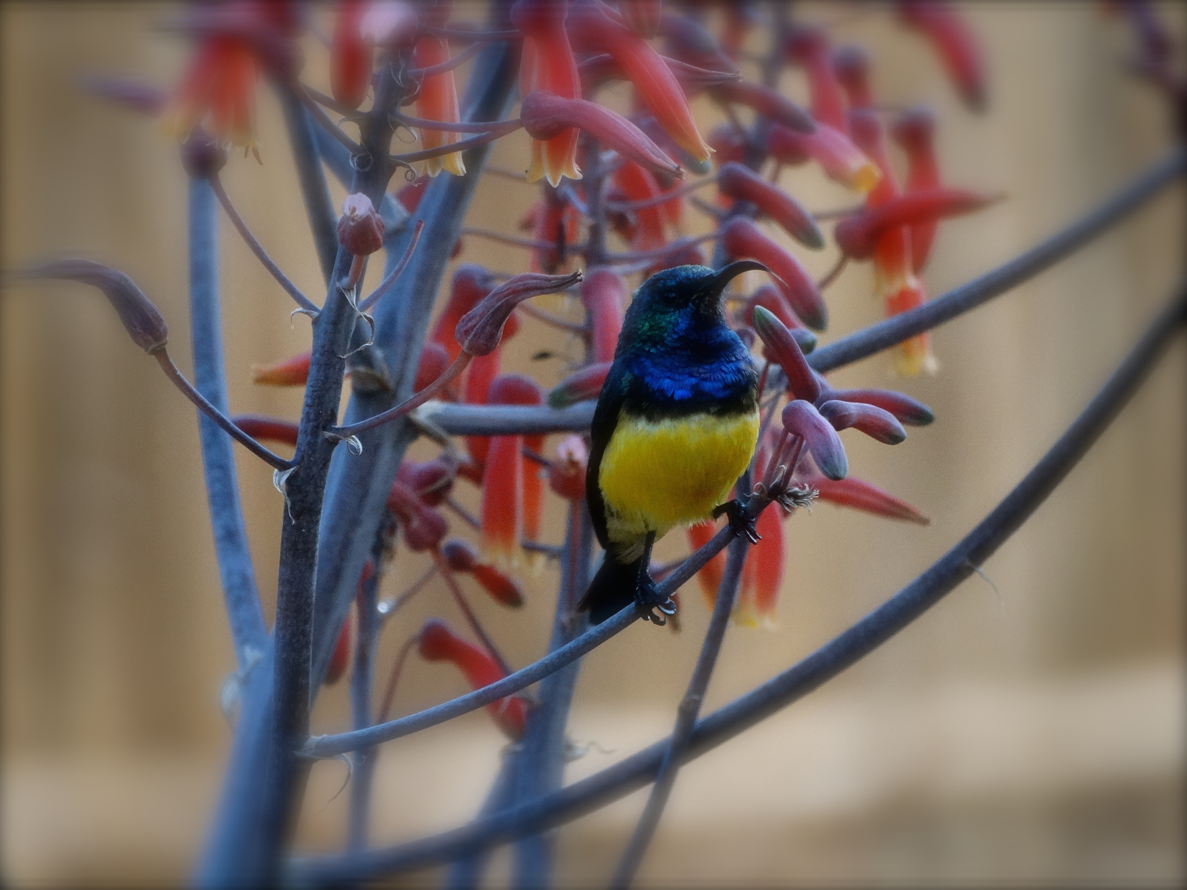 variable sunbird.JPG