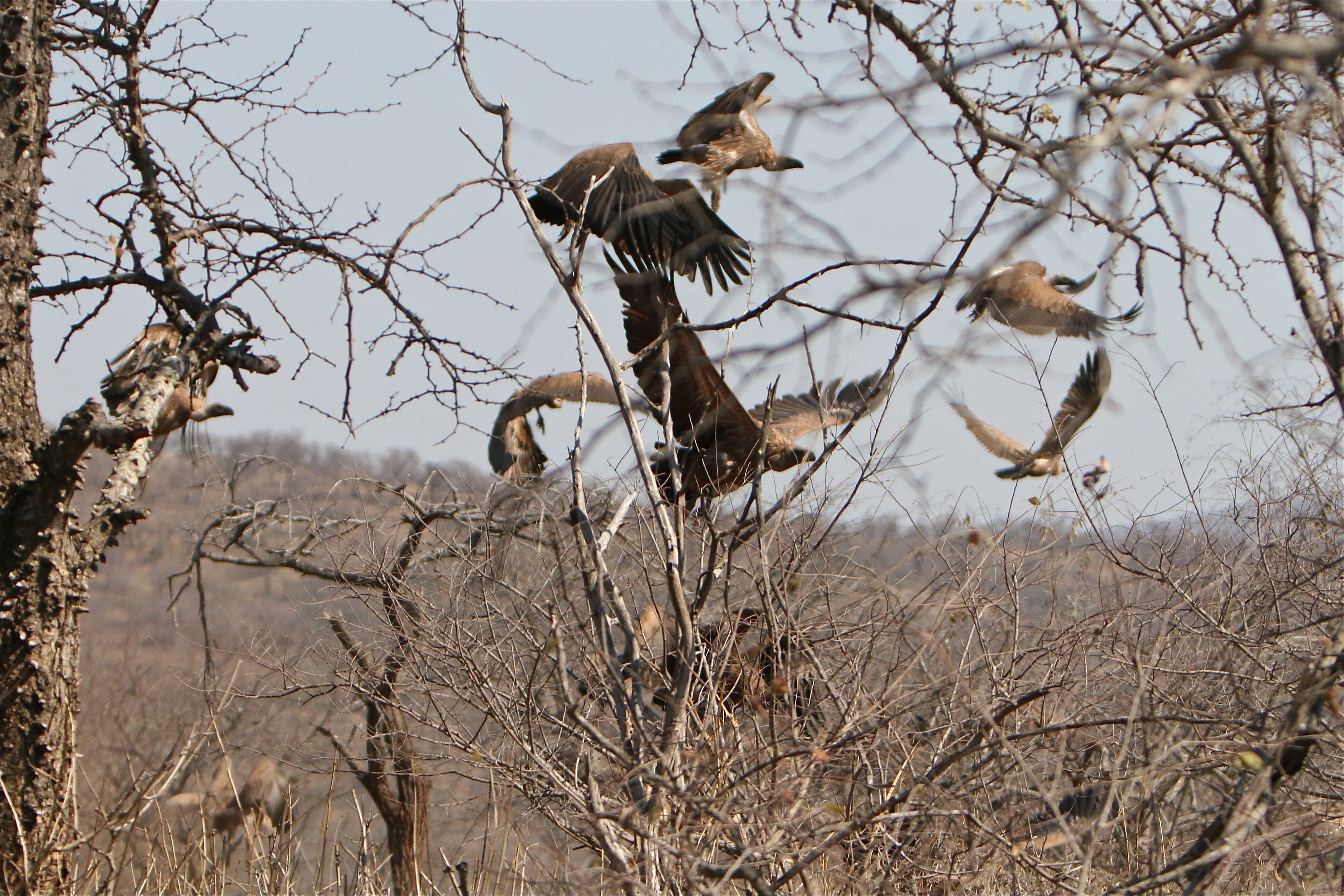 vultures lift off.jpg