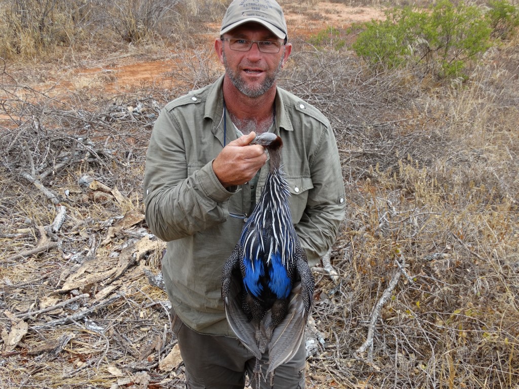 vulturine guineafowl.JPG