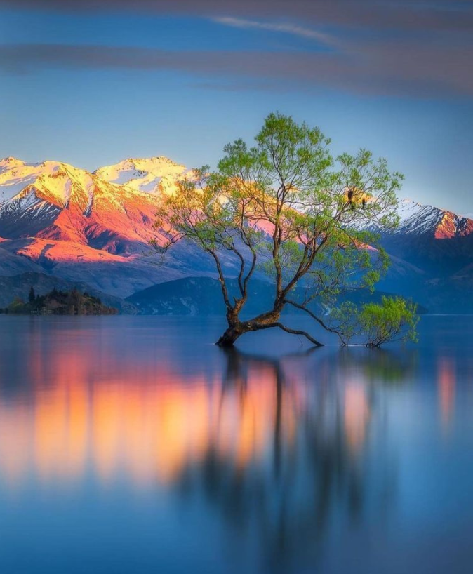 Wanaka tree.png