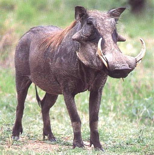 warthog_animal.jpg