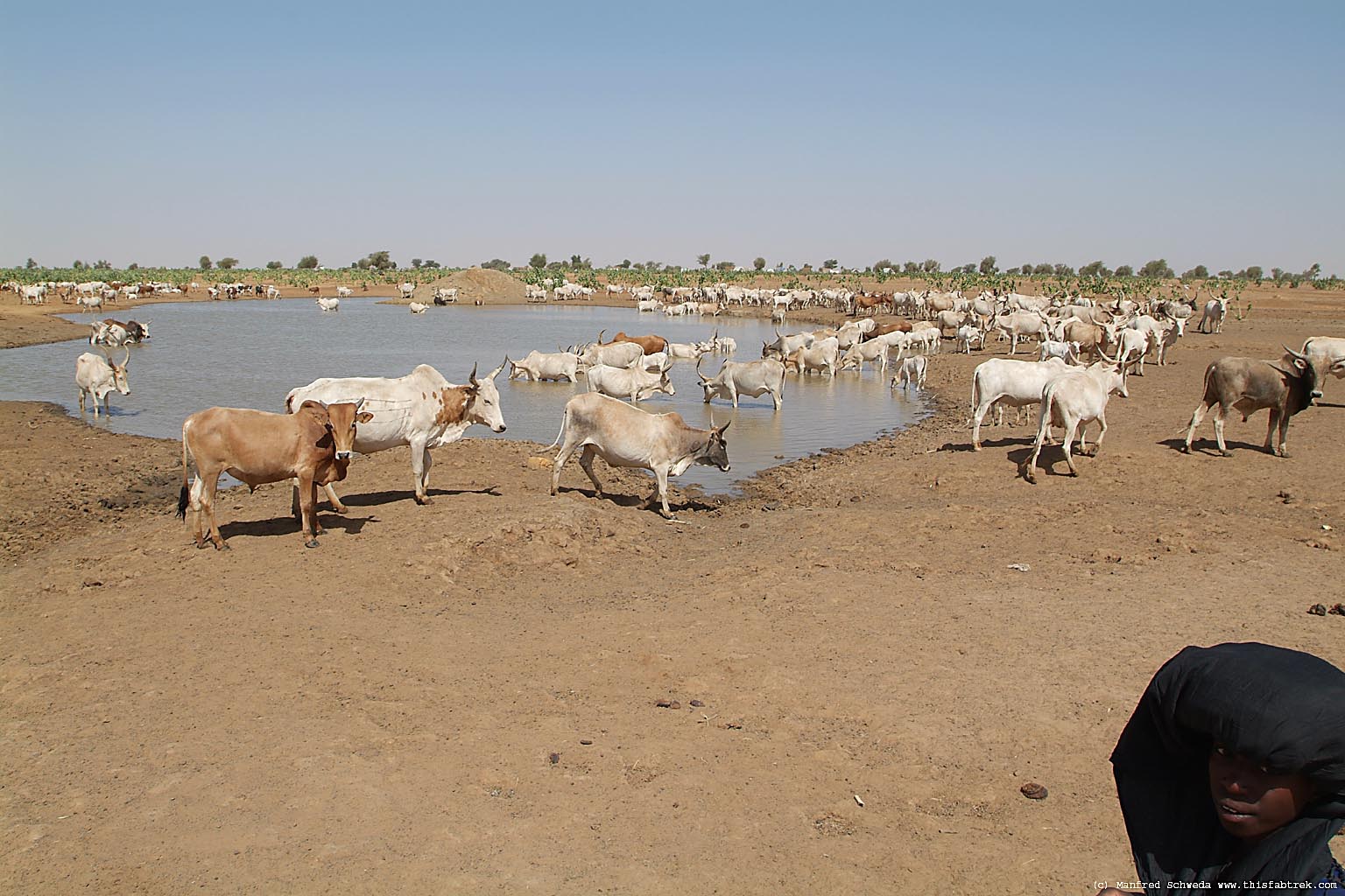 water-hole-cattle.jpg