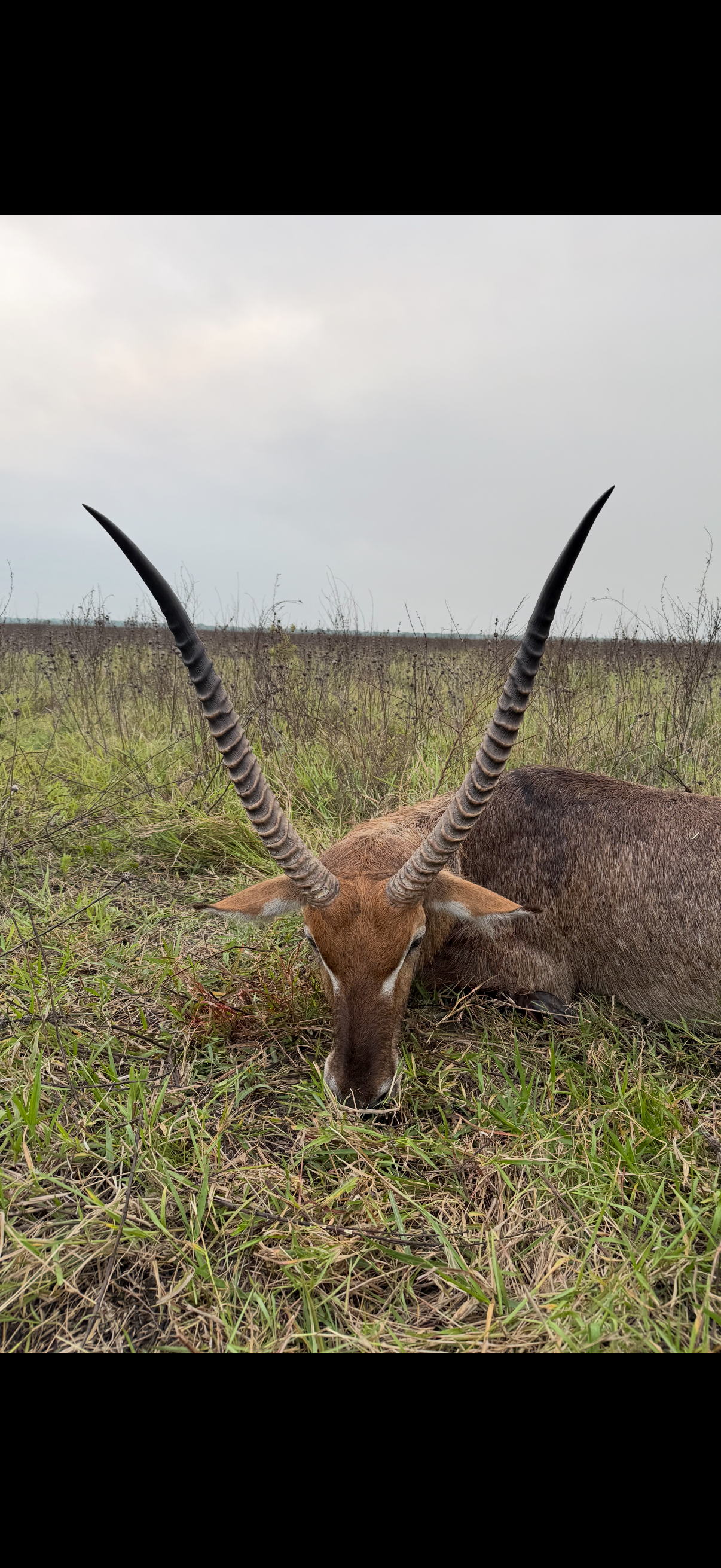 waterbuck and nettle.PNG