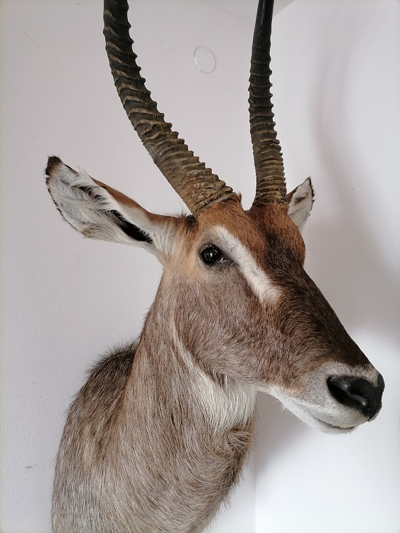 Waterbuck - Copy.jpg