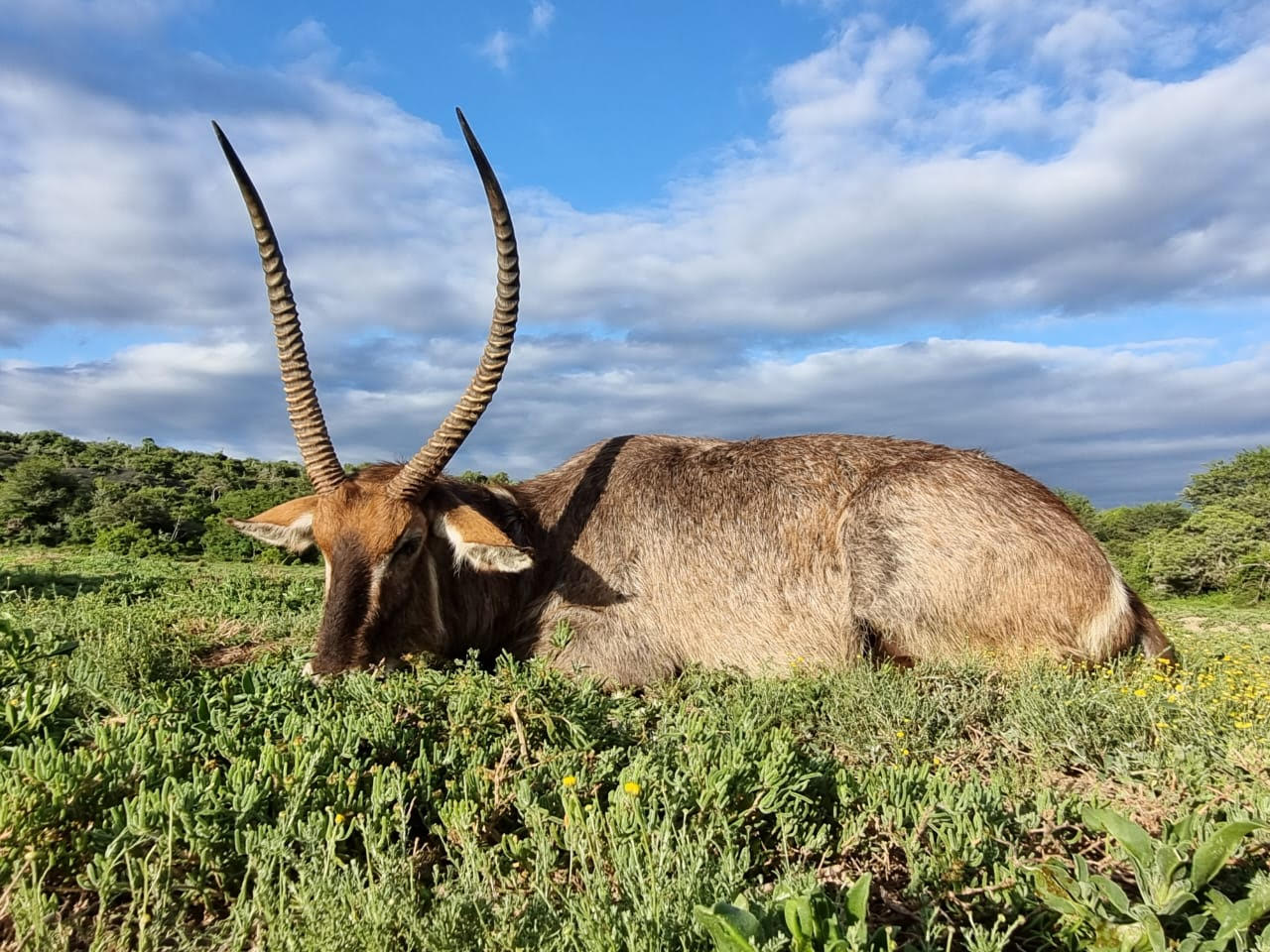 WATERBUCK HUNT.jpg