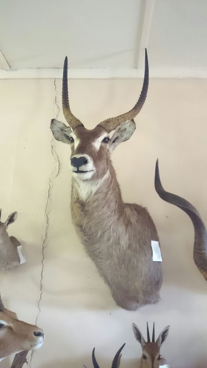 waterbuck.jpg