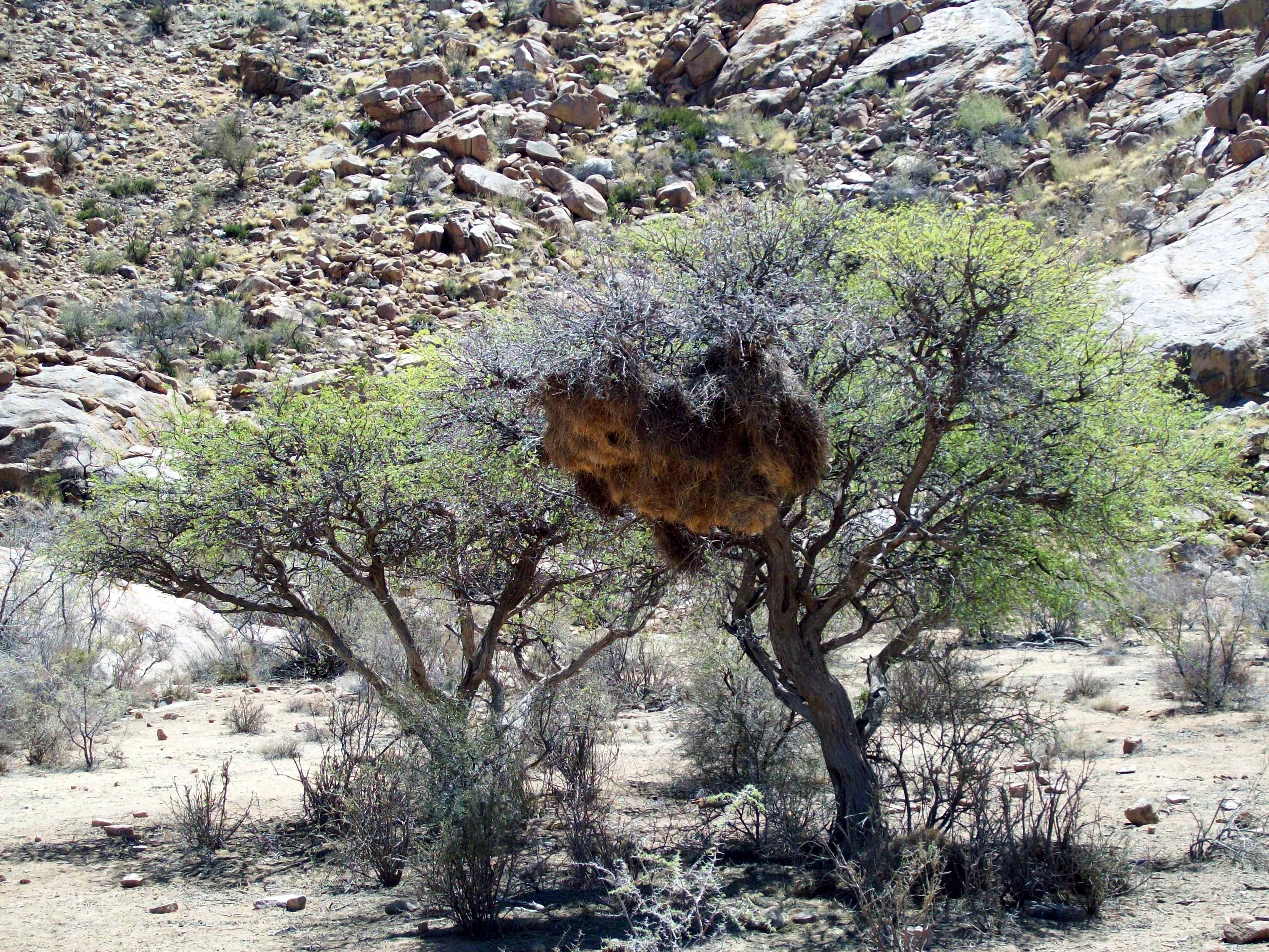 weaver bird colony.jpg