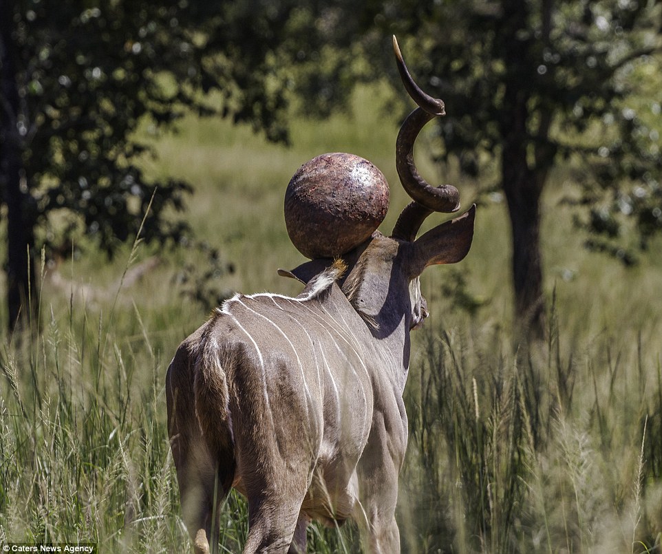 kudu africa south bizarre antelope head horns african growth photographs cut animals horn africahunting weird hide please games seek itself