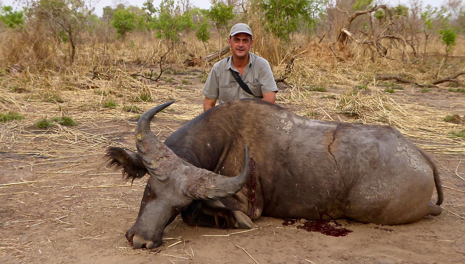 West African savannah buffalo. Benin.jpg