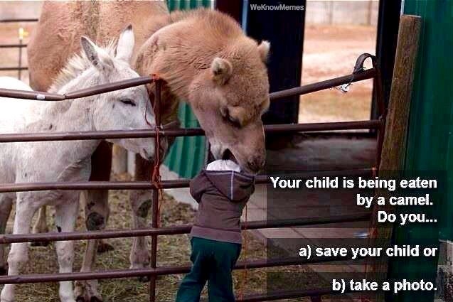 what-to-do-if-your-kid-is-being-eaten-by-a-camel.jpg